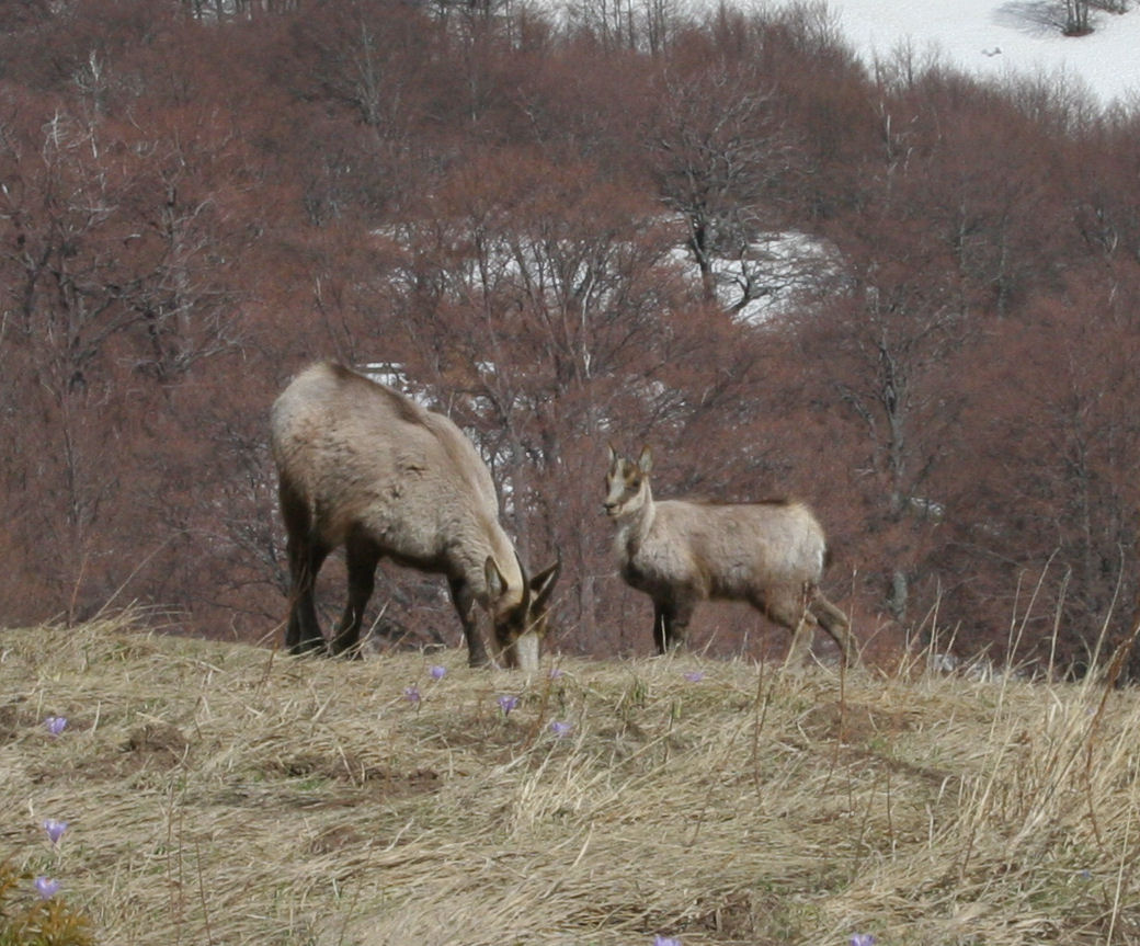 Camoscio d''Abruzzo Rupicapra pyrenaica ornata